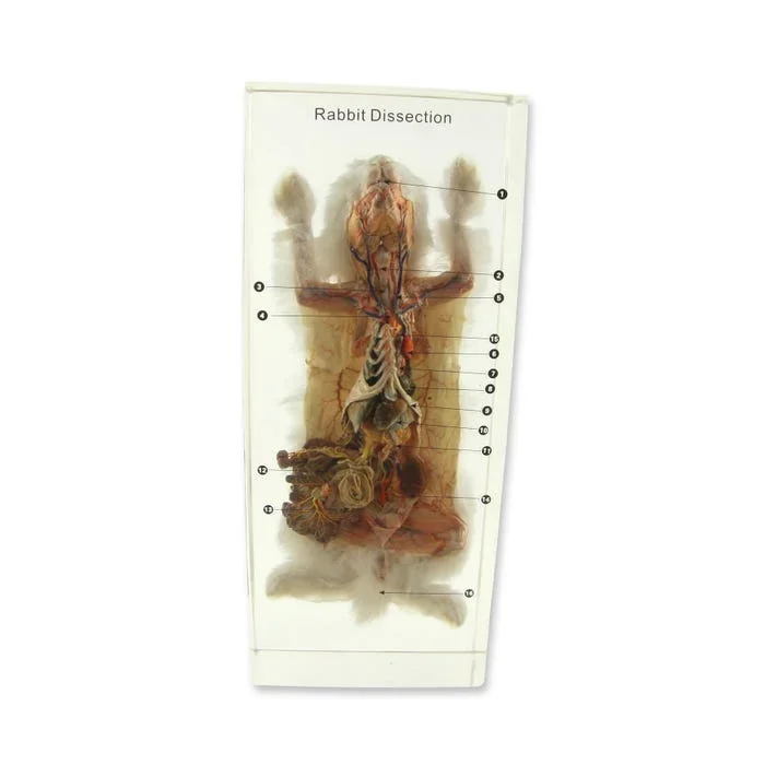 Ed Speldy Dissection Specimen Block – Rabbit