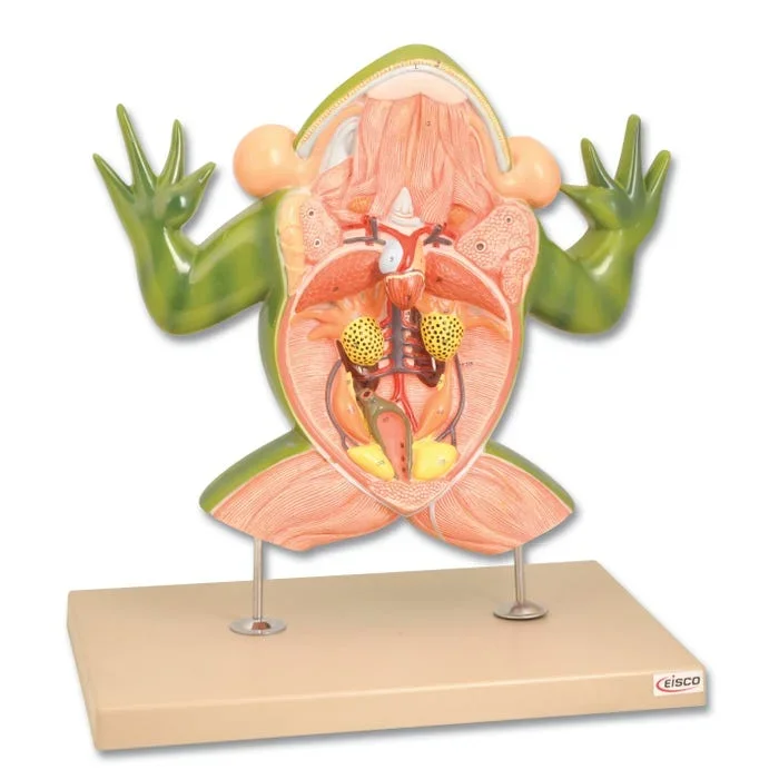 Eisco 3-Dimensional Frog Dissection Model