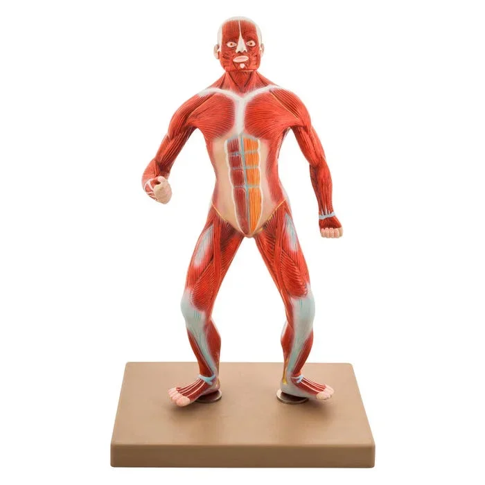 Eisco Human Muscular Body Anatomical Model