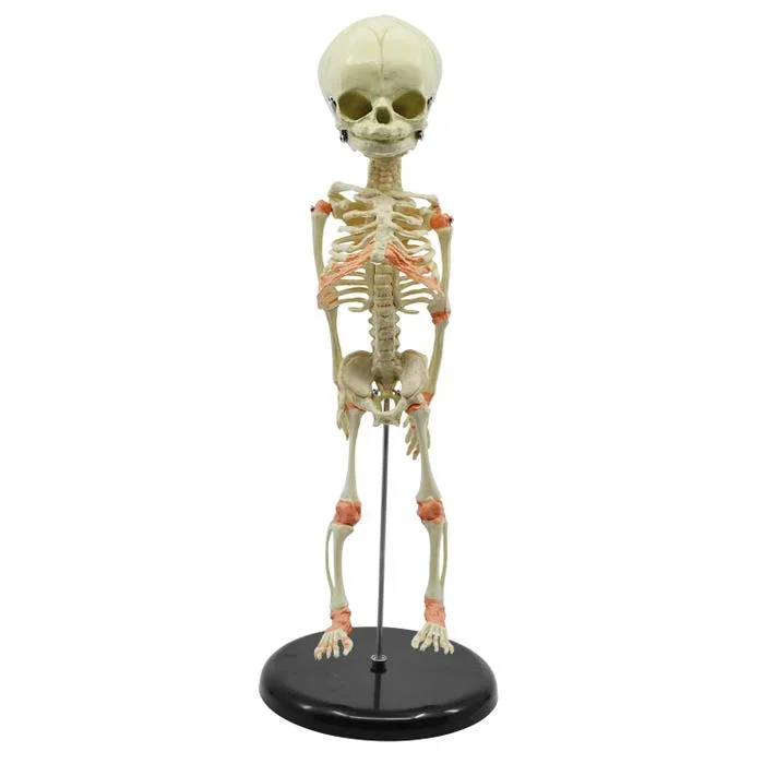 Eisco Infant Fetus Skeleton Model