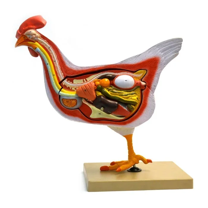 Eisco Scientific Hen Model