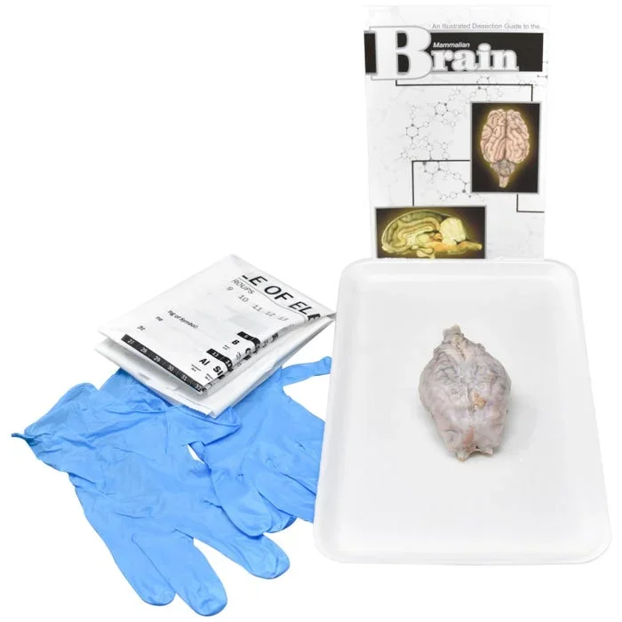 Frey Choice Dissection Kit – Mammalian Brain without Dissection Tools