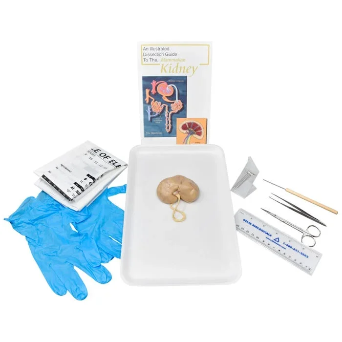 Frey Choice Dissection Kit – Mammalian Kidney with Dissection Tools