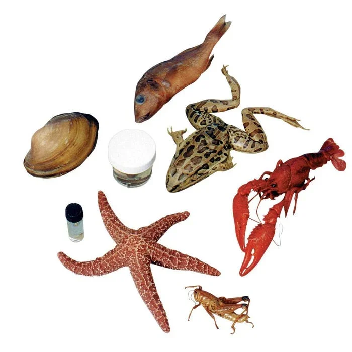 Frey Choice Dissection Survey Student Pack, Medium Size, 1 Each of 8 Specimens