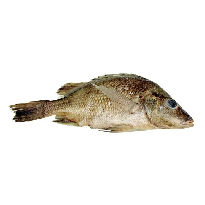 Frey Choice Preserved Perch, Single Injected, 9 to 12 inches, Pack of 10