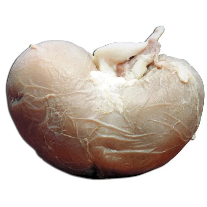 Frey Scientific Choice Plain Injected Preserved Sheep Organ Kidney, Pack of 100