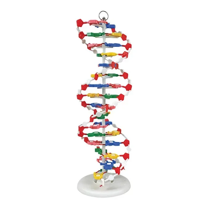 Frey Scientific Unassembled DNA Model Set