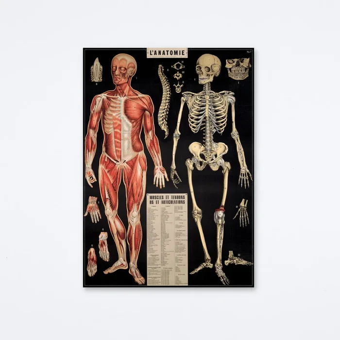 L’Anatomie Wrap