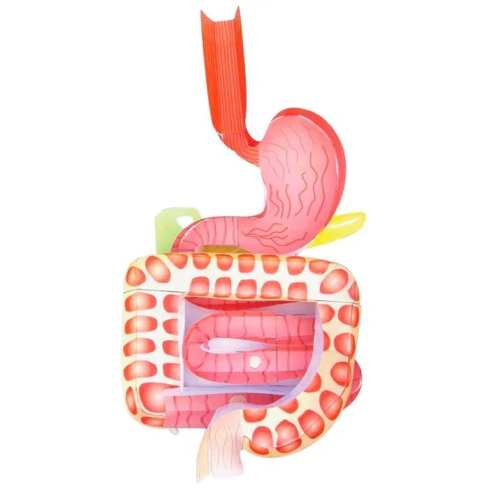 Newpath Learning Digestive System 3-D Model Making Kit