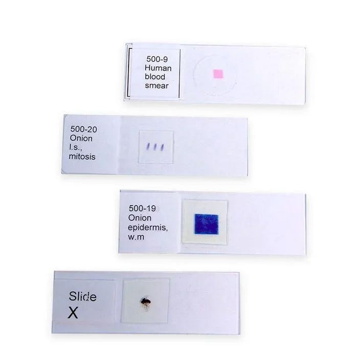 United Scientific Paramecium Caudatum Prepared Microscope Slide, Whole Mount